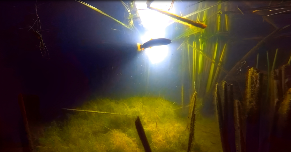 Dominate the Night: Extend Your Fishing Day with the Recon Light